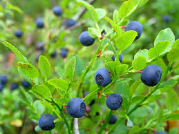 Frutti di mirtillo